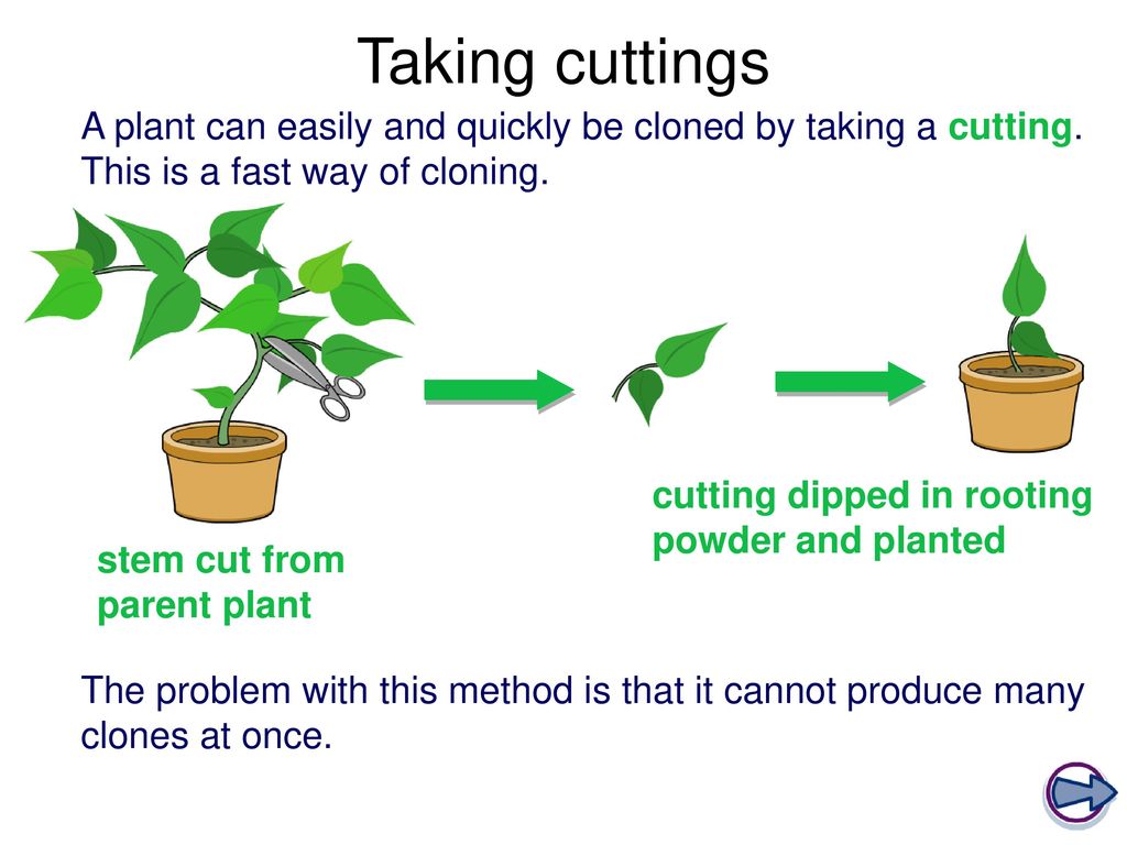 plant cloning process