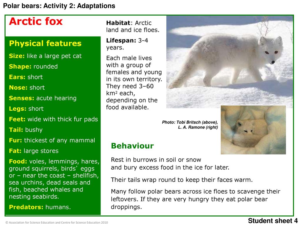 Arctic Fox Adaptations