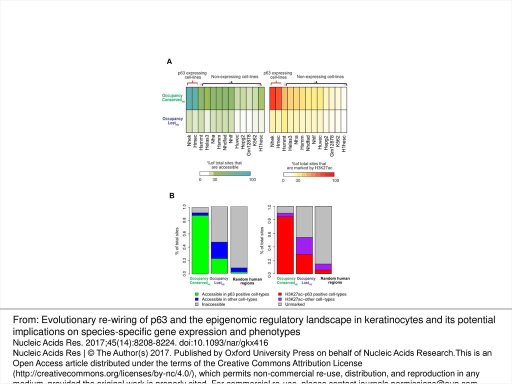 Figure 6. Occupancy Lost mouse p63 targets might be functional in other contexts in human development. Occupancy Conserved and Occupancy Lost p63 targets are mapped to their homologous regions in humans. These genomic locations are overlapped with DNase-Seq and H3K27ac peaks in 13 diverse human cell-types, as generated by the ENCODE consortium. (A) Heatmaps: left panel: represents the percentage of genomic sites that overlap with DNase-Seq peaks in each individual cell-type. Right panel: represents the percentage of genomic sites that overlap with H3K27ac peaks in each individual cell-type. (B) Stacked bar plots: left panel: represents percentage of genomic sites that are accessible (at least 1 bp overlap with DNase-Seq peaks) across any cell-type, right panel: represents percentage of genomic sites that are marked by H3K27ac (at least 1 bp overlap with H3K27ac peaks) in any cell-type. Regions that are accessible or marked by H3K27ac in p63 negative cell-lines are colored separately from the rest. Random human genomic regions serve as negative control.