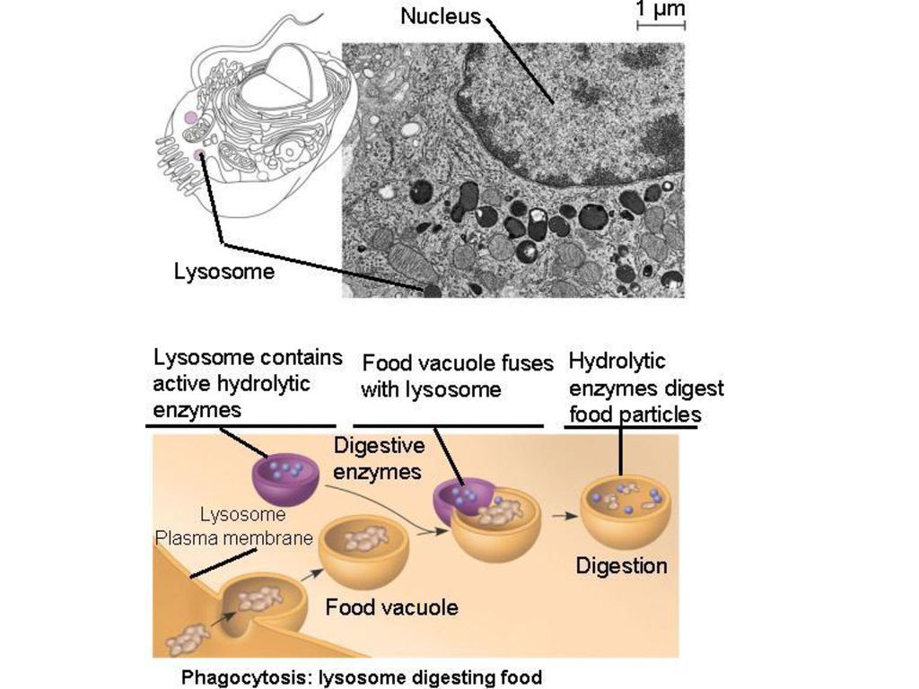 Лизосомы переваривание. Фагоцитоз лизосома. Лизосомы пиноцитоз и фагоцитоз. Лизосомы фагоцитирующих клеток.. Фагоцитоз строение.