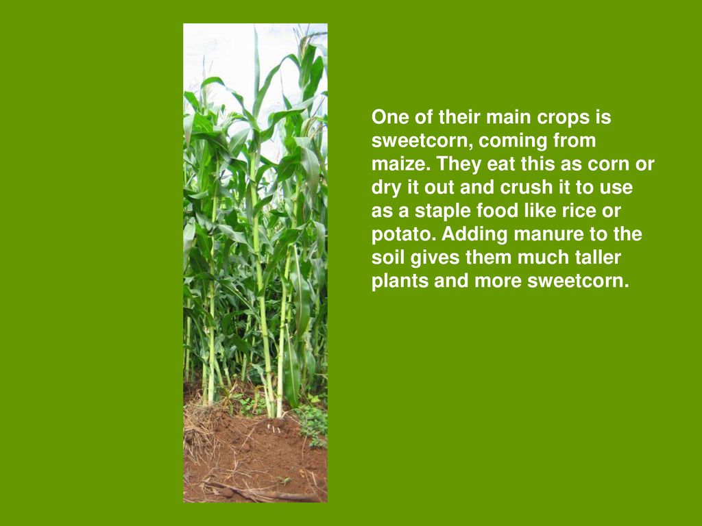 Janvier s Harvest Ppt Download janvier-s-harvest-ppt-download
