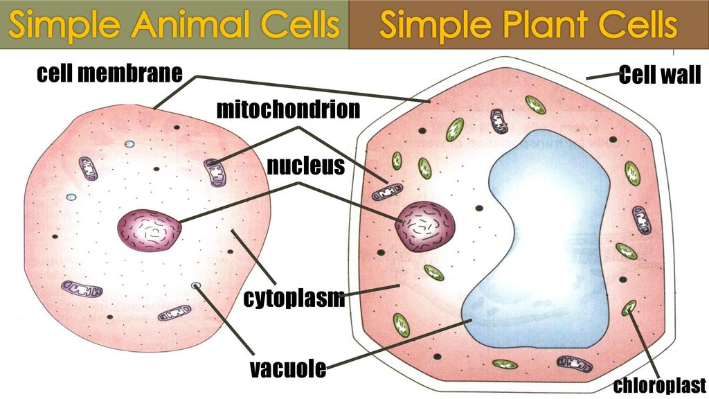 How are plant and animal cells different? - ppt download