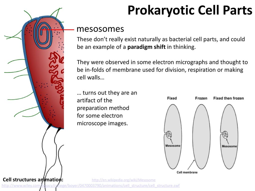 Prokaryotes Stephen Taylor  - ppt download