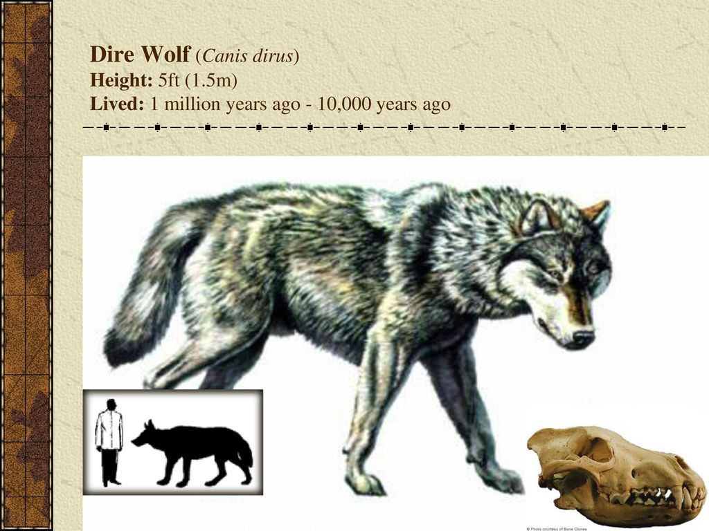 Размеры волка. Ужасный волк Канис Дирус. Canis Dirus с человеком. Canis Dirus сравнение с человеком. Ужасный волк canis Dirus размер.