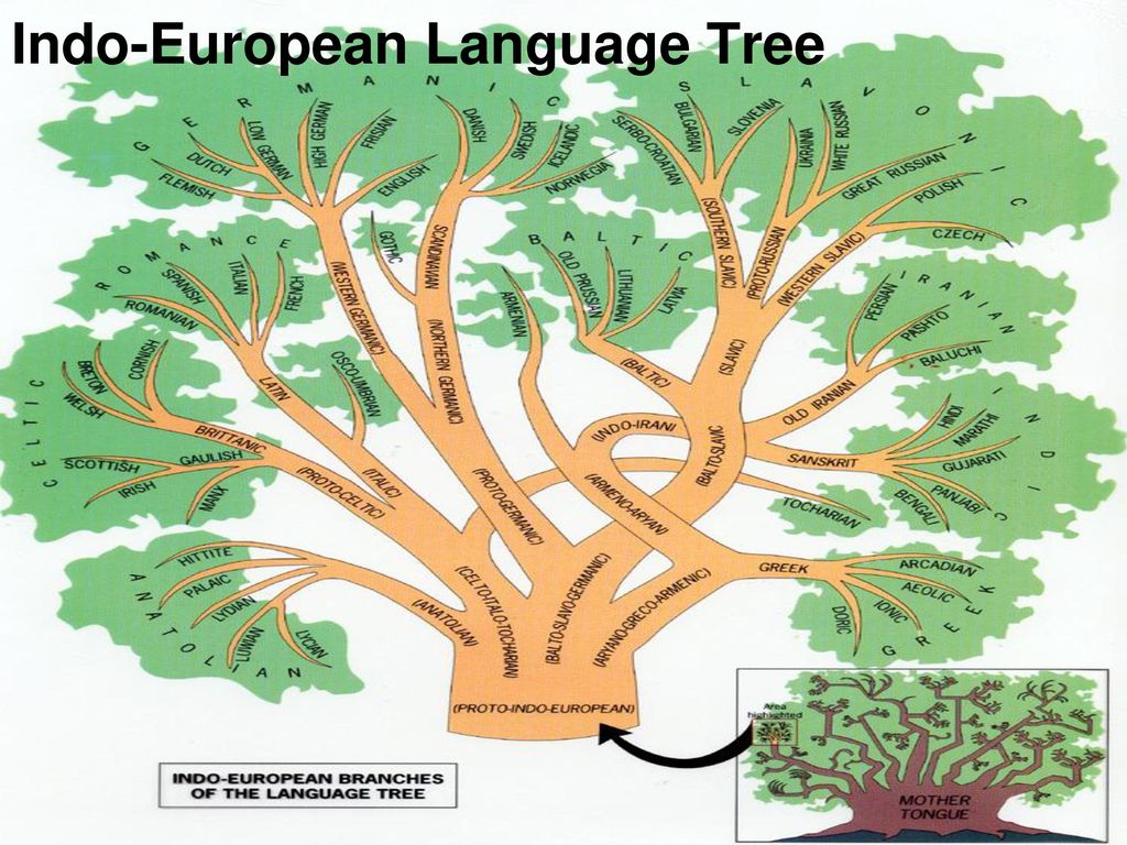 Индоевропейские ветви. Древо языков. Генеалогическое Древо языков. Дерево индоевропейских языков. Генеалогическое дерево индоевропейских языков.