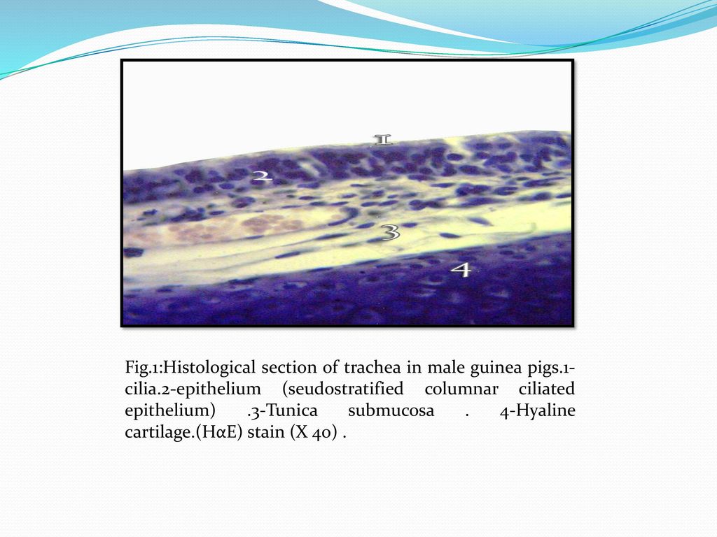 Fig. 1:Histological section of trachea in male guinea pigs. 1-cilia