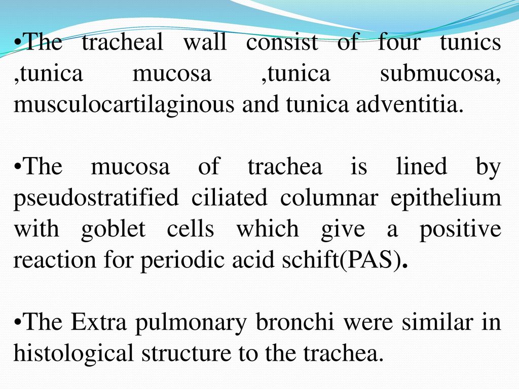 The tracheal wall consist of four tunics ,tunica mucosa ,tunica submucosa, musculocartilaginous and tunica adventitia.