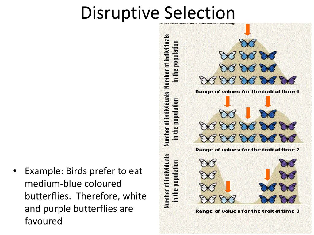 Mechanisms for evolution ppt download