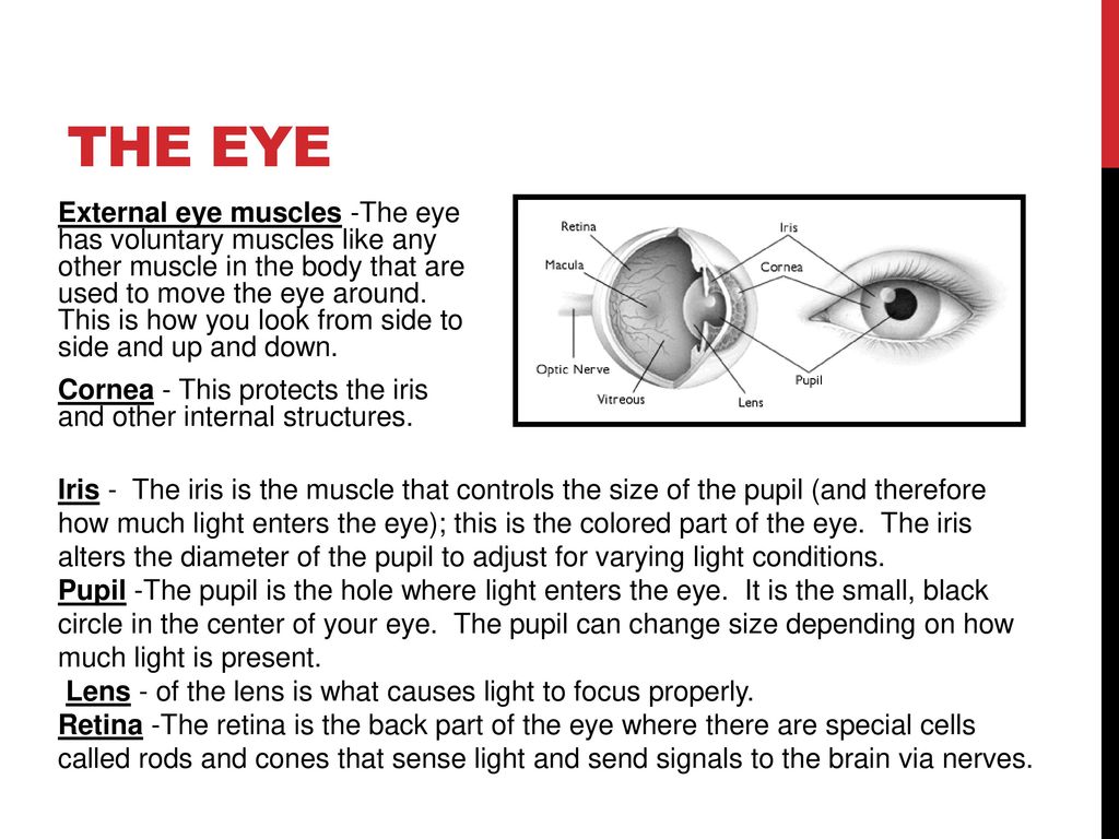 What causes the color of an object? - ppt download