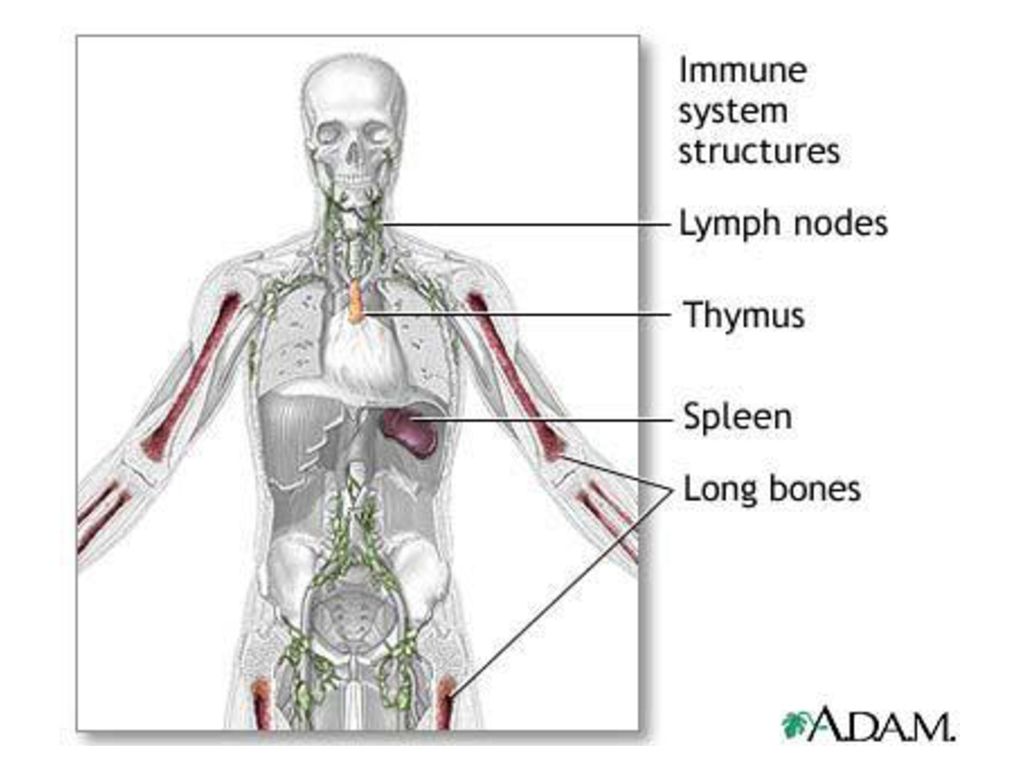 Иммунная система тимус. Иммунная система. Старение тимуса. Иммунная система анимация. Структура иммунной системы.