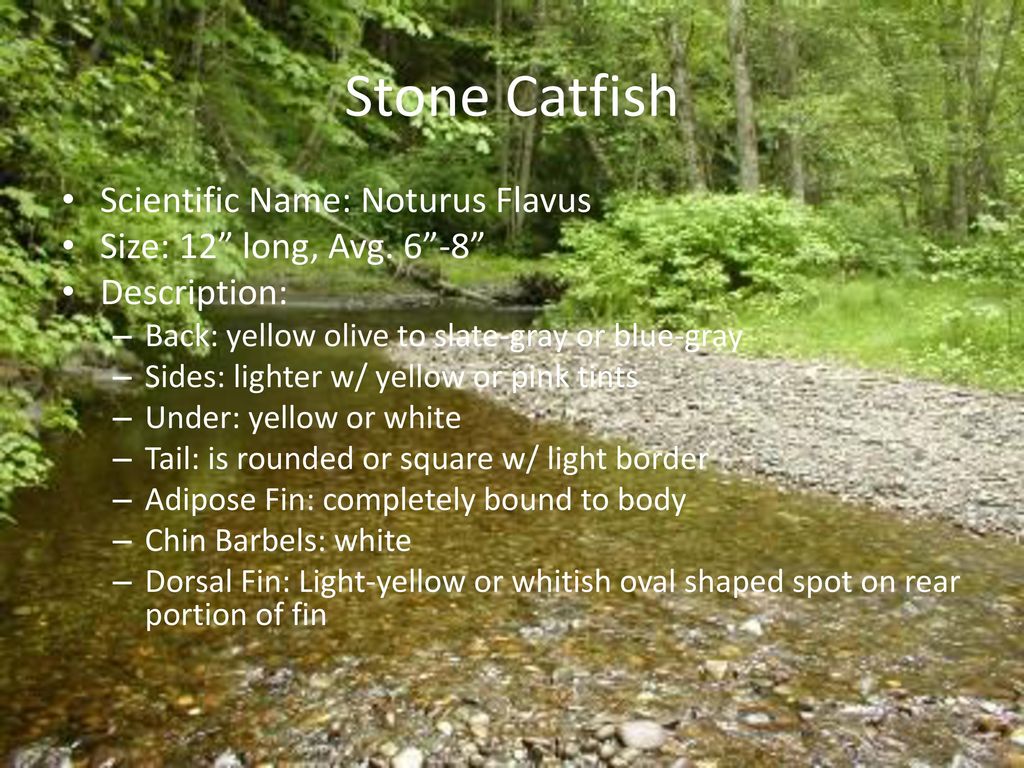 Stone Catfish Scientific Name: Noturus Flavus
