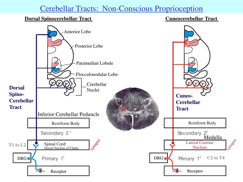 Basic plan for somatosensory info to consciousness ppt download