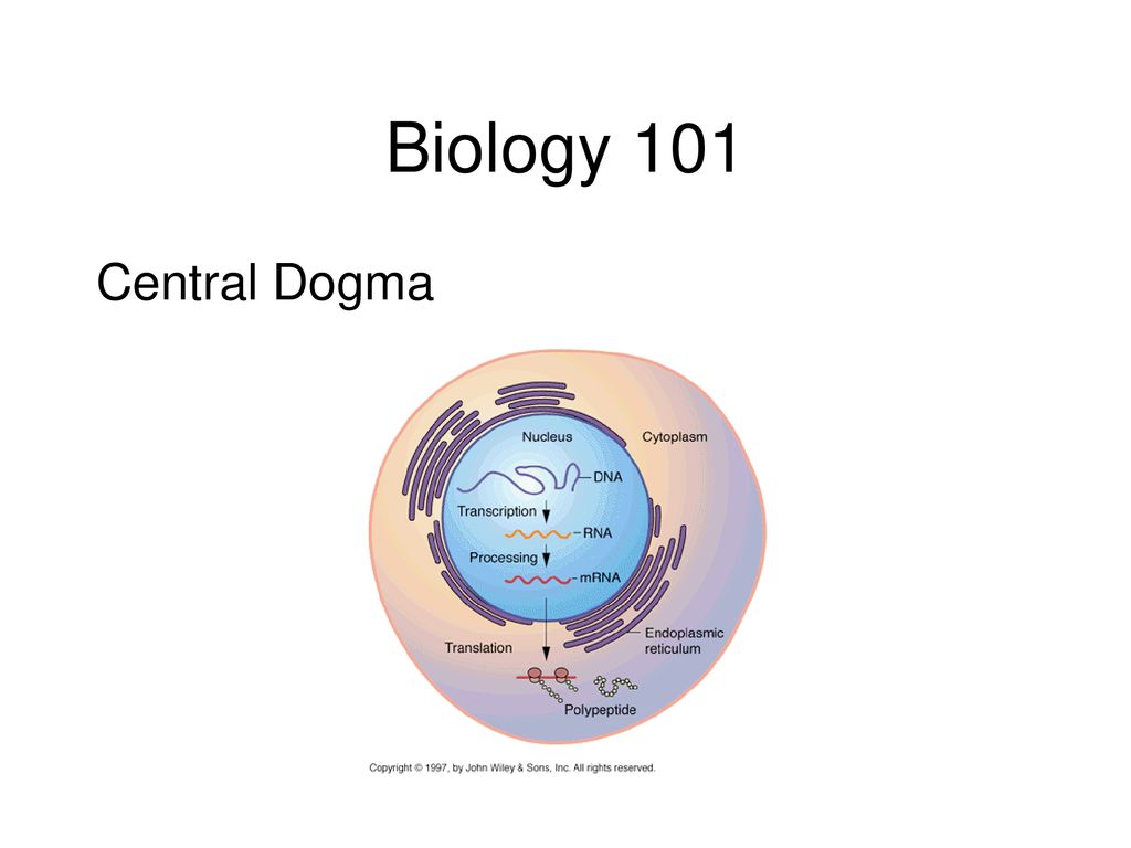 CS296-5 Genomes, Networks, and Cancer - ppt download