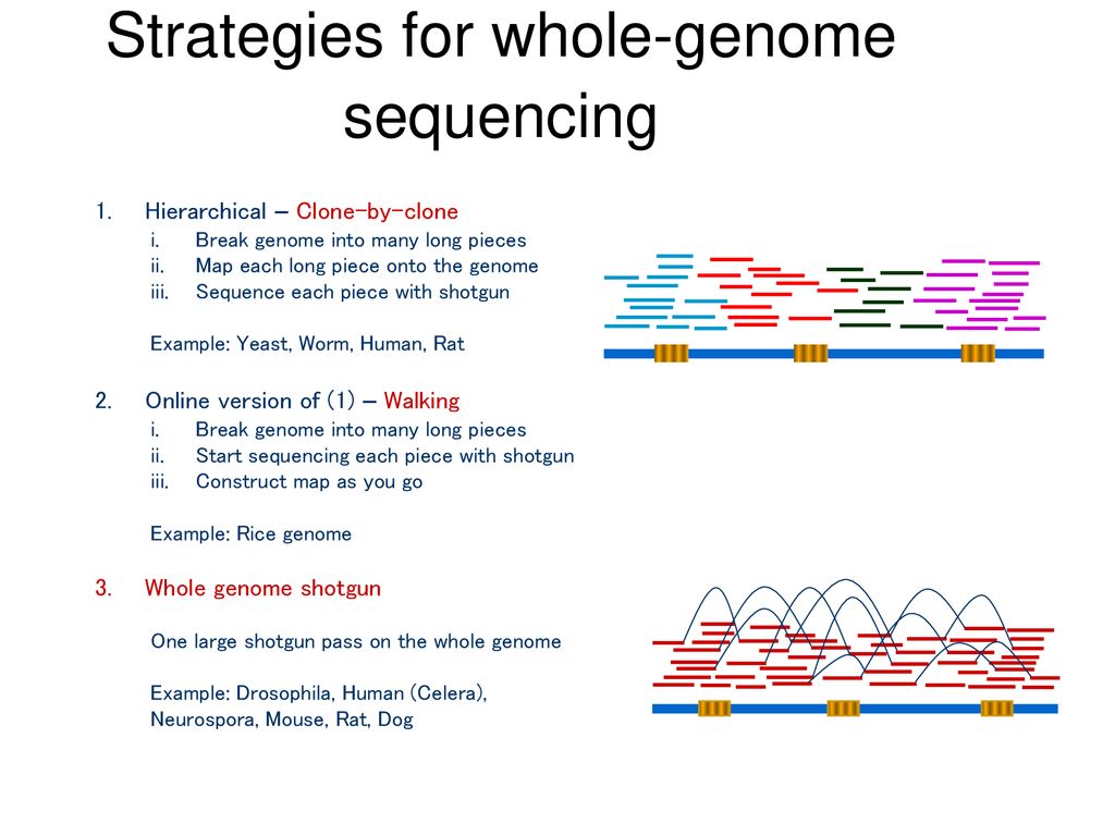 CS296-5 Genomes, Networks, and Cancer - ppt download