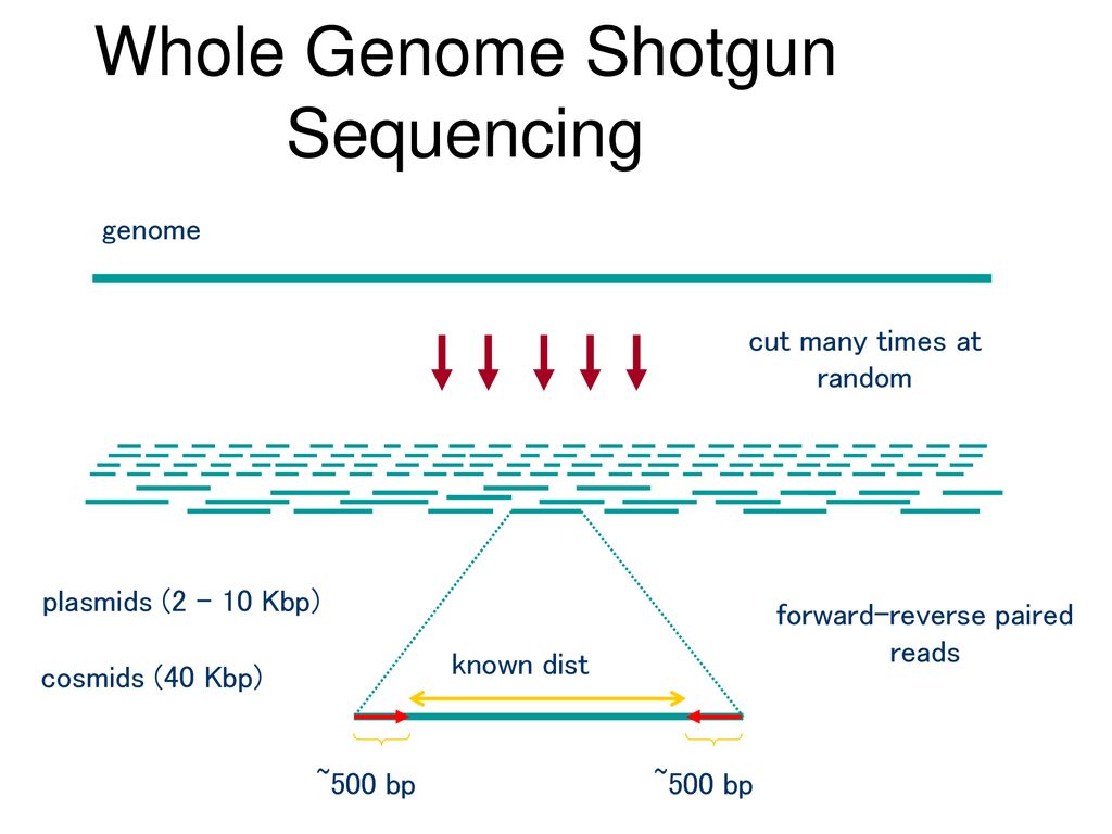 CS296-5 Genomes, Networks, and Cancer - ppt download