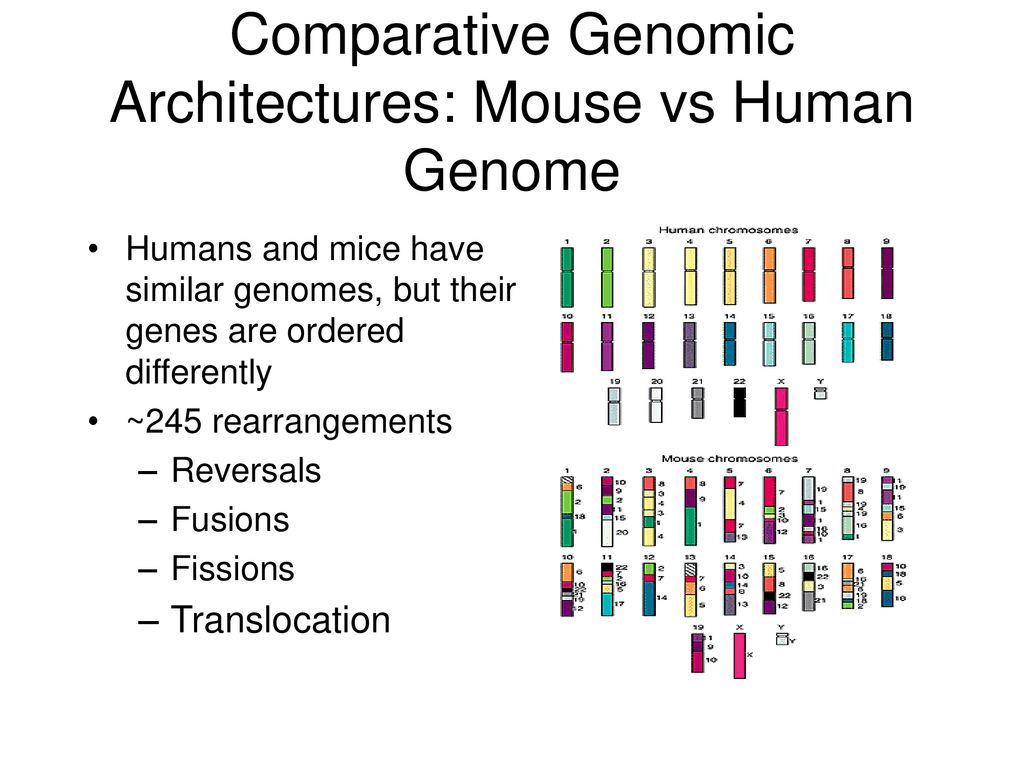 CS296-5 Genomes, Networks, and Cancer - ppt download