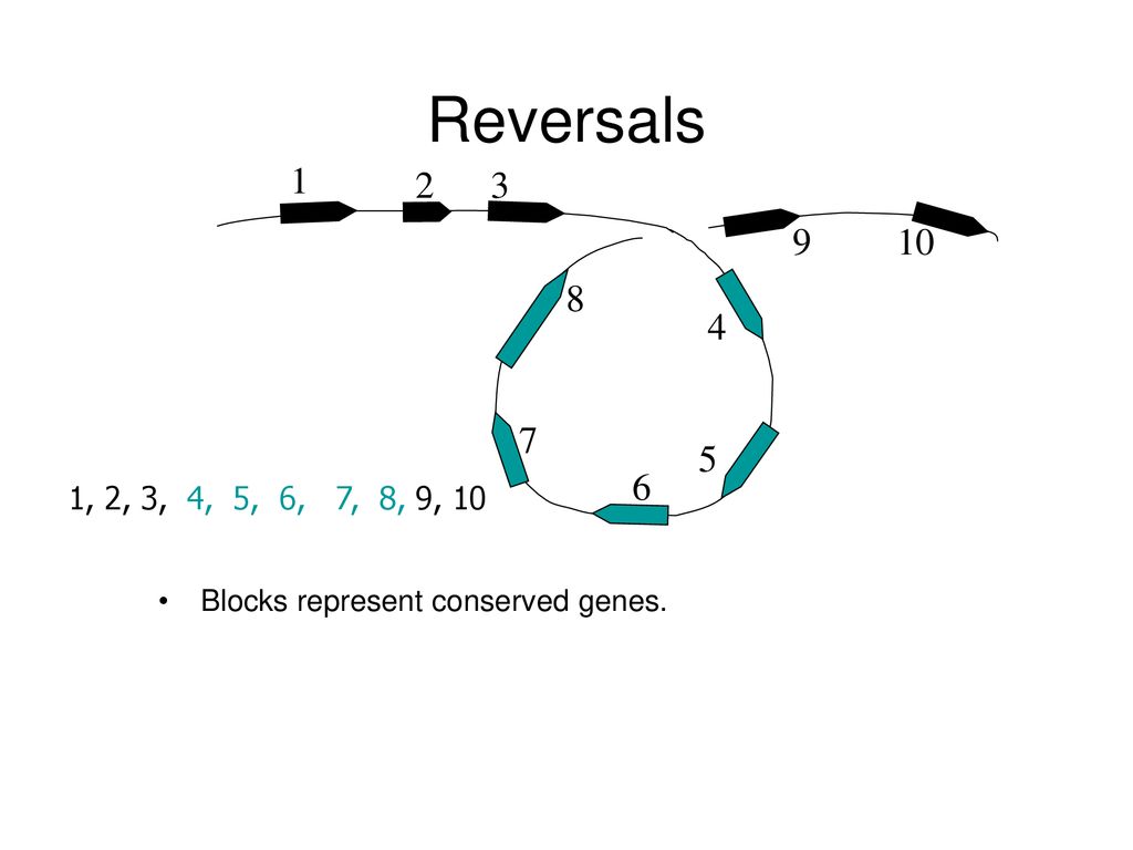 CS296-5 Genomes, Networks, and Cancer - ppt download