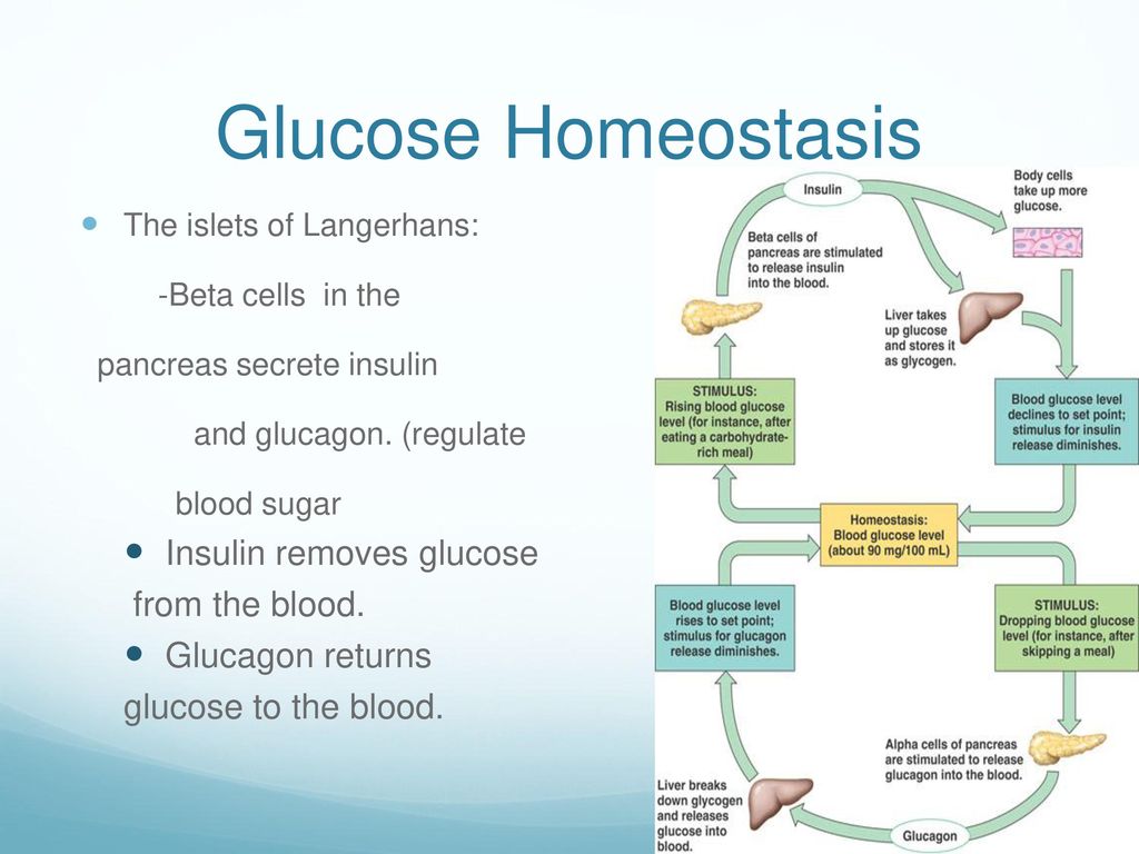 Endocrine System Chapter ppt download