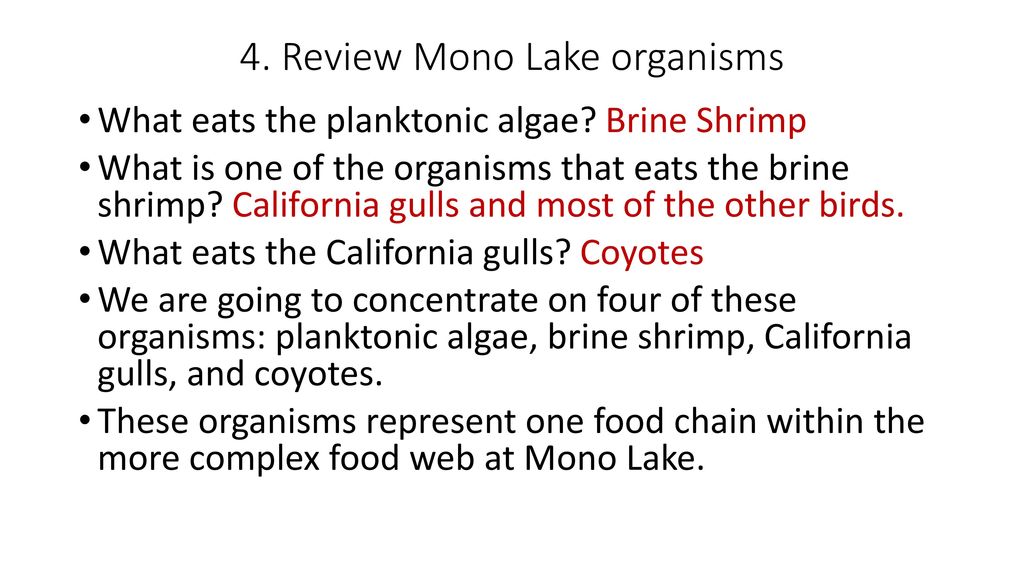 Chain Game 5/5/ ppt download Biology Diagrams