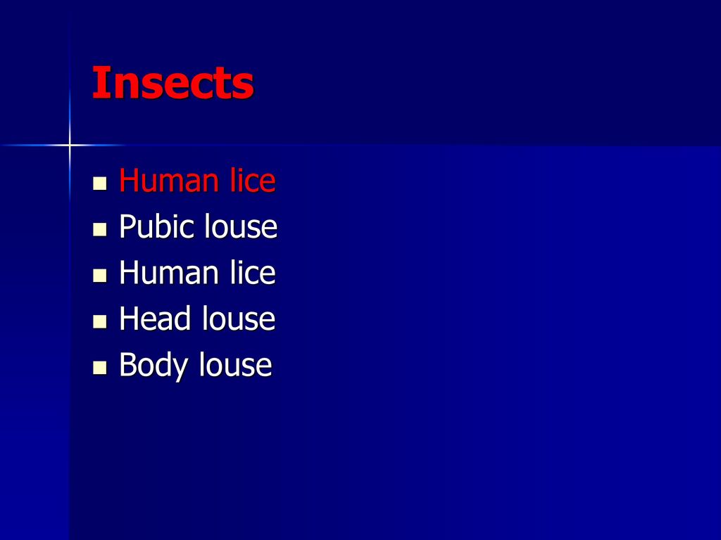 Insects Human lice Pubic louse Head louse Body louse
