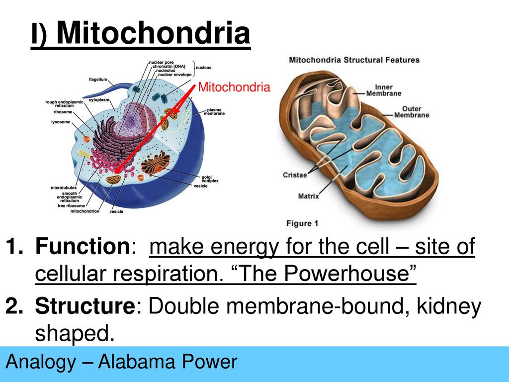I) Mitochondria Mitochondria. Function: make energy for the cell – site of cellular respiration. The Powerhouse