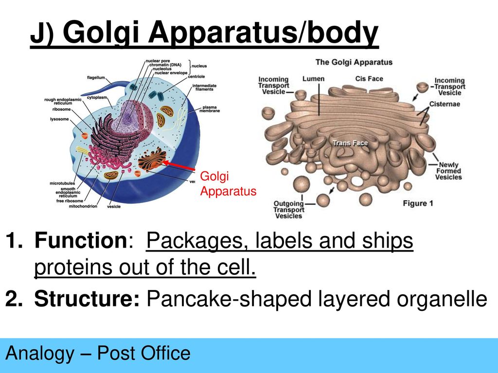 J) Golgi Apparatus/body