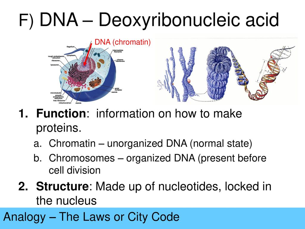 F) DNA – Deoxyribonucleic acid