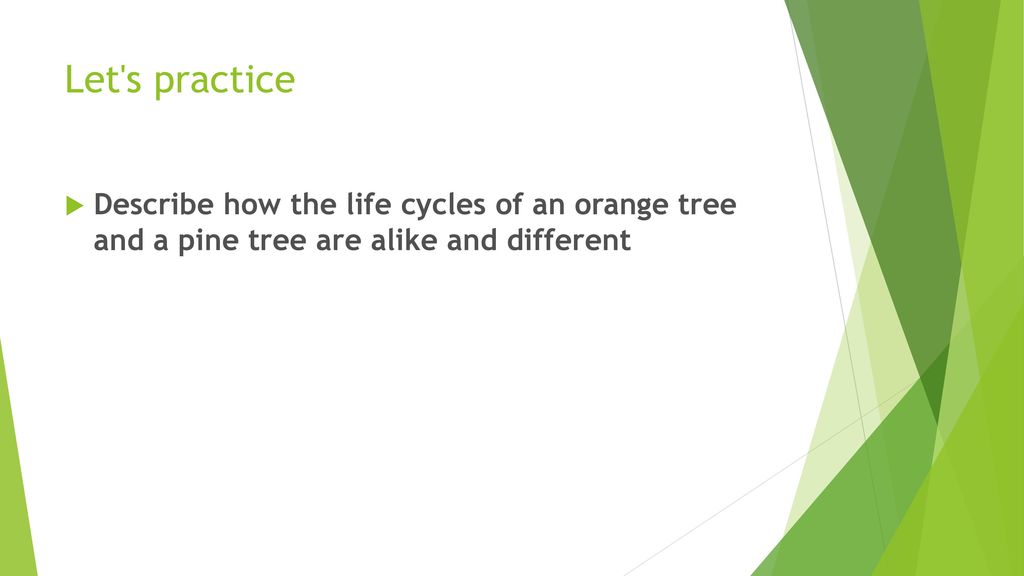Let s practice Describe how the life cycles of an orange tree and a pine tree are alike and different.