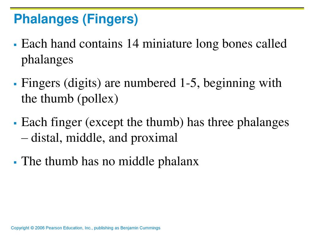 Phalanges (Fingers) Each hand contains 14 miniature long bones called phalanges.