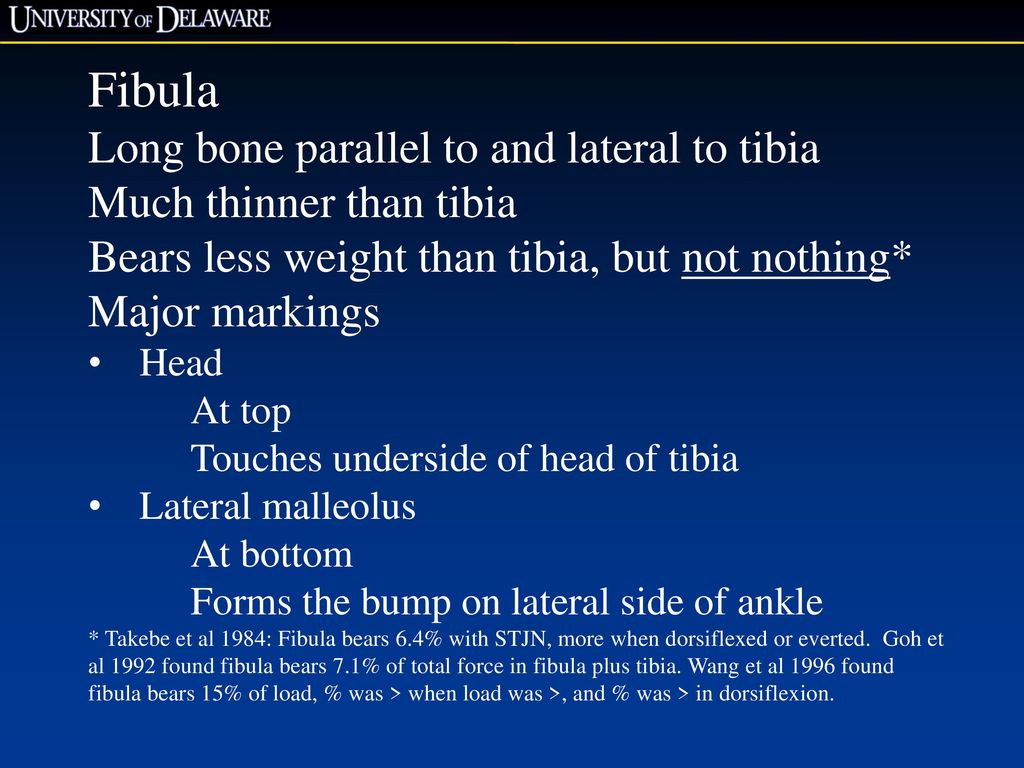 Fibula Long bone parallel to and lateral to tibia
