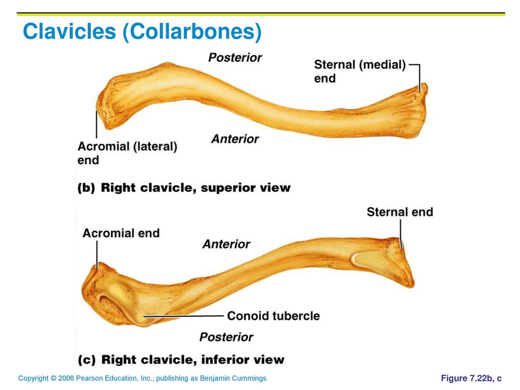 Clavicles (Collarbones)