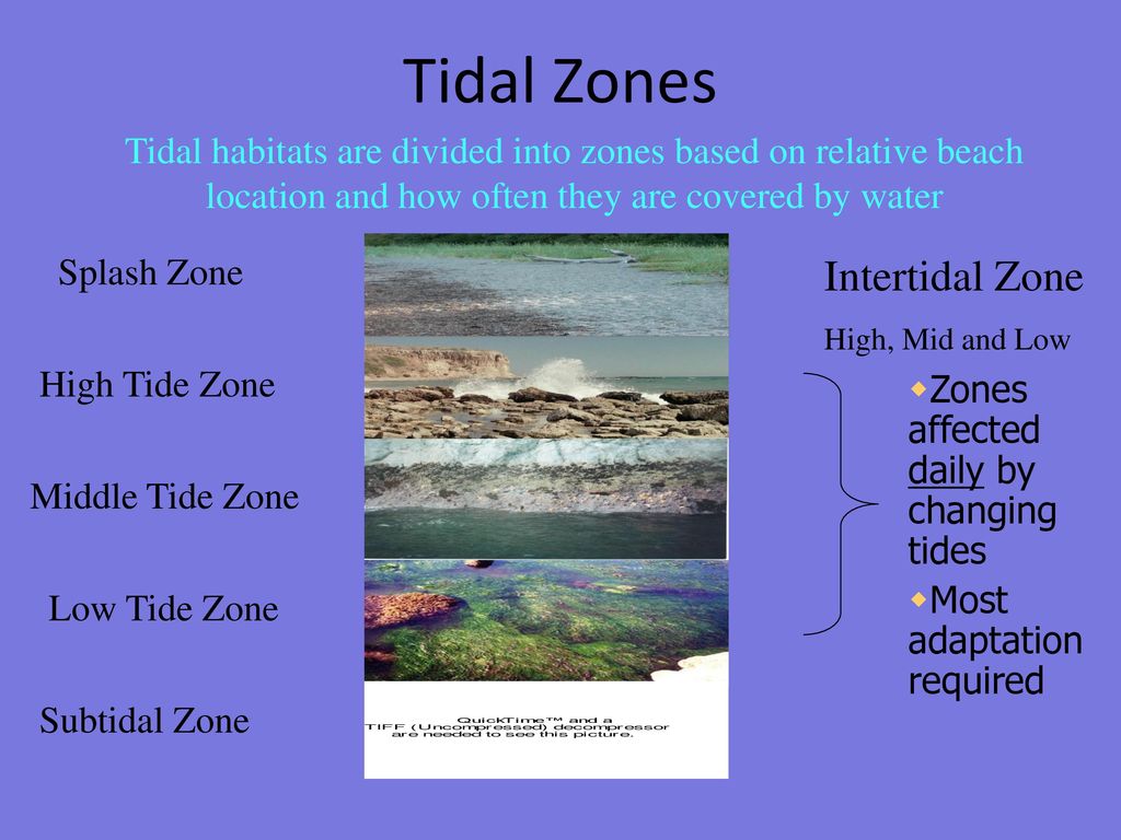 The Intertidal Zone A Reef Platform Ppt Download