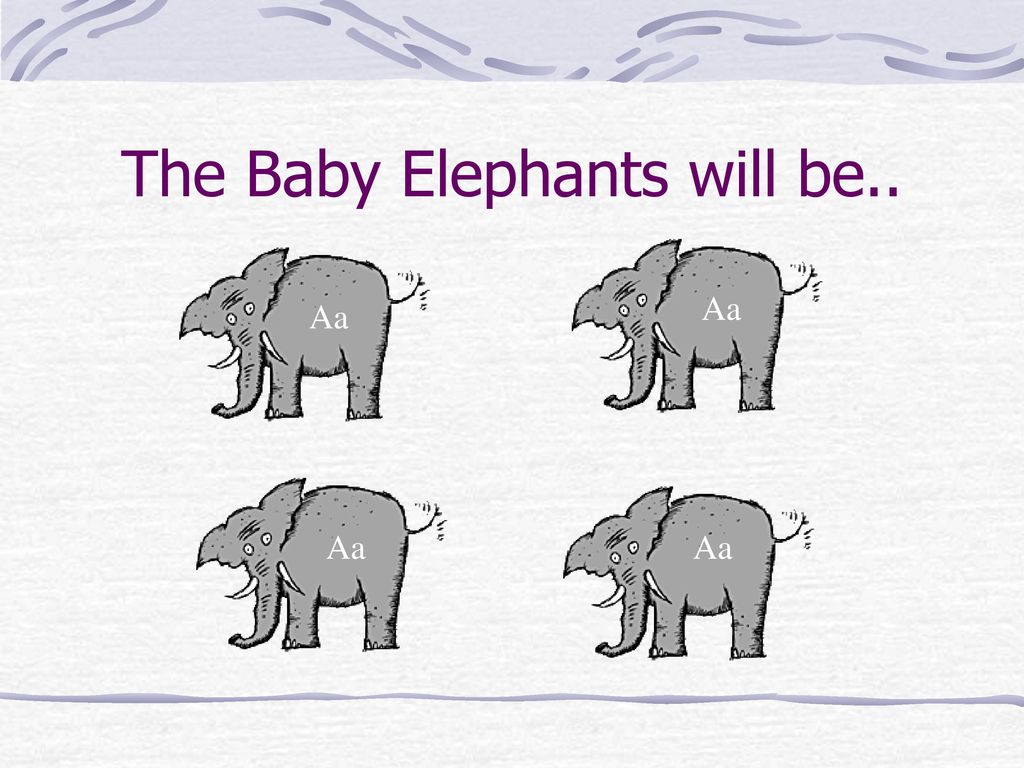 The Baby Elephants will be..