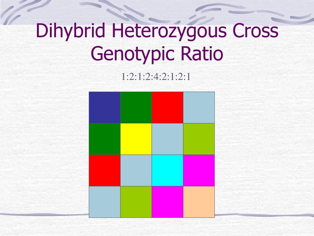 Dihybrid Heterozygous Cross Genotypic Ratio