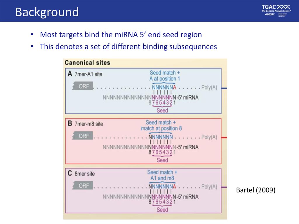 Mirna Workshop Mirna Target Prediction In Animals Ppt Download Mirna Workshop Mirna Target Prediction In Animals Ppt Download