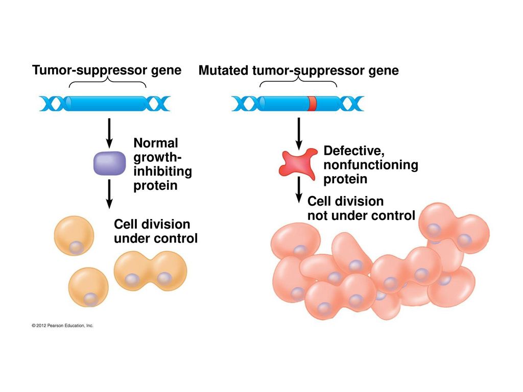 CONTROL OF GENE EXPRESSION Biology Diagrams