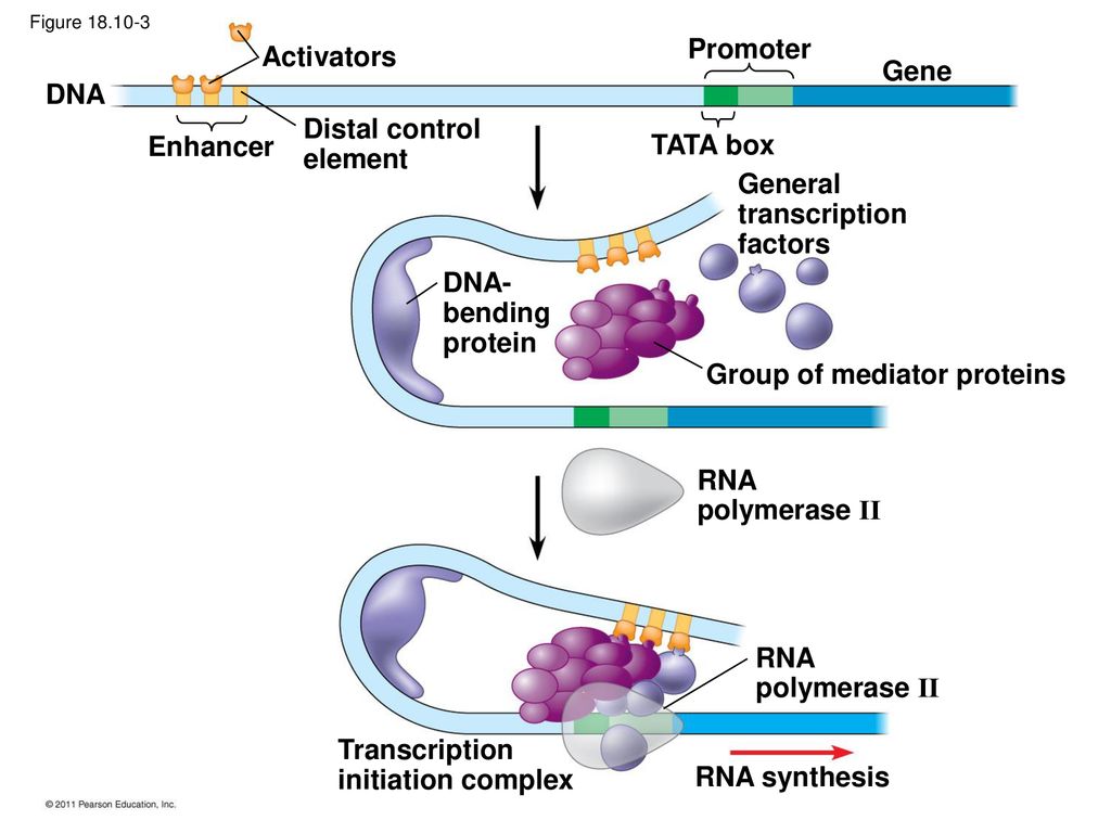 Рнк зависимая рнк полимераза. Инициация РНК полимеразы. ДНК зависимые РНК полимеразы. Промотор РНК полимеразы. ДНК полимеразы эукариот.