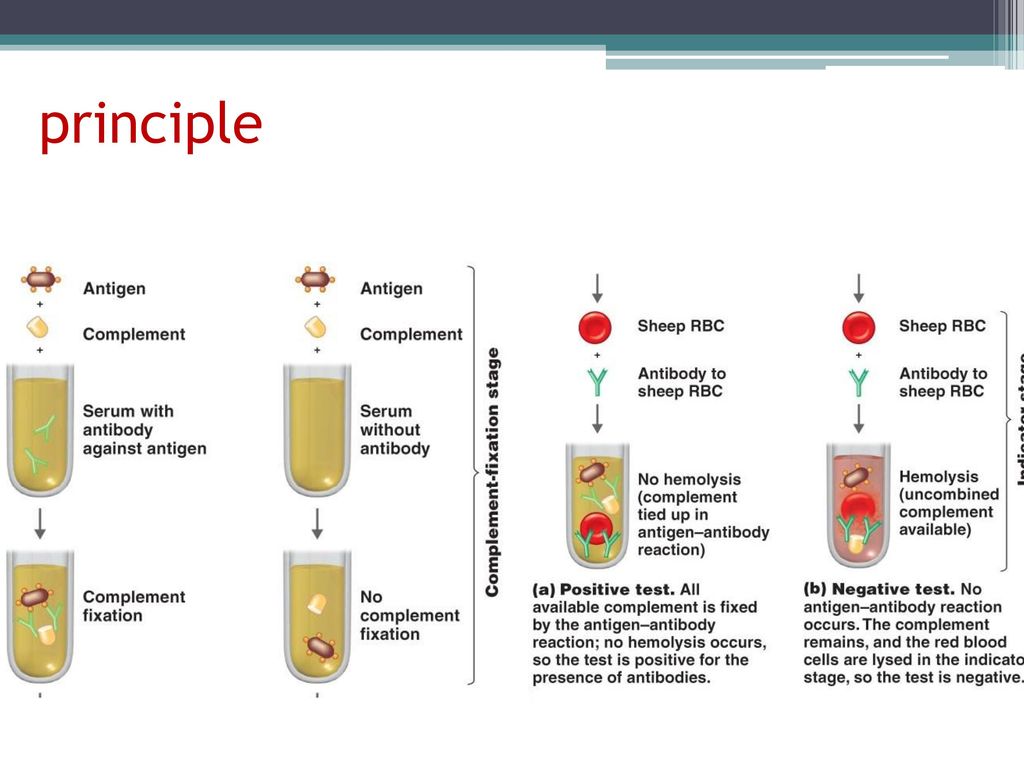 Complement Fixation Test Ppt Download