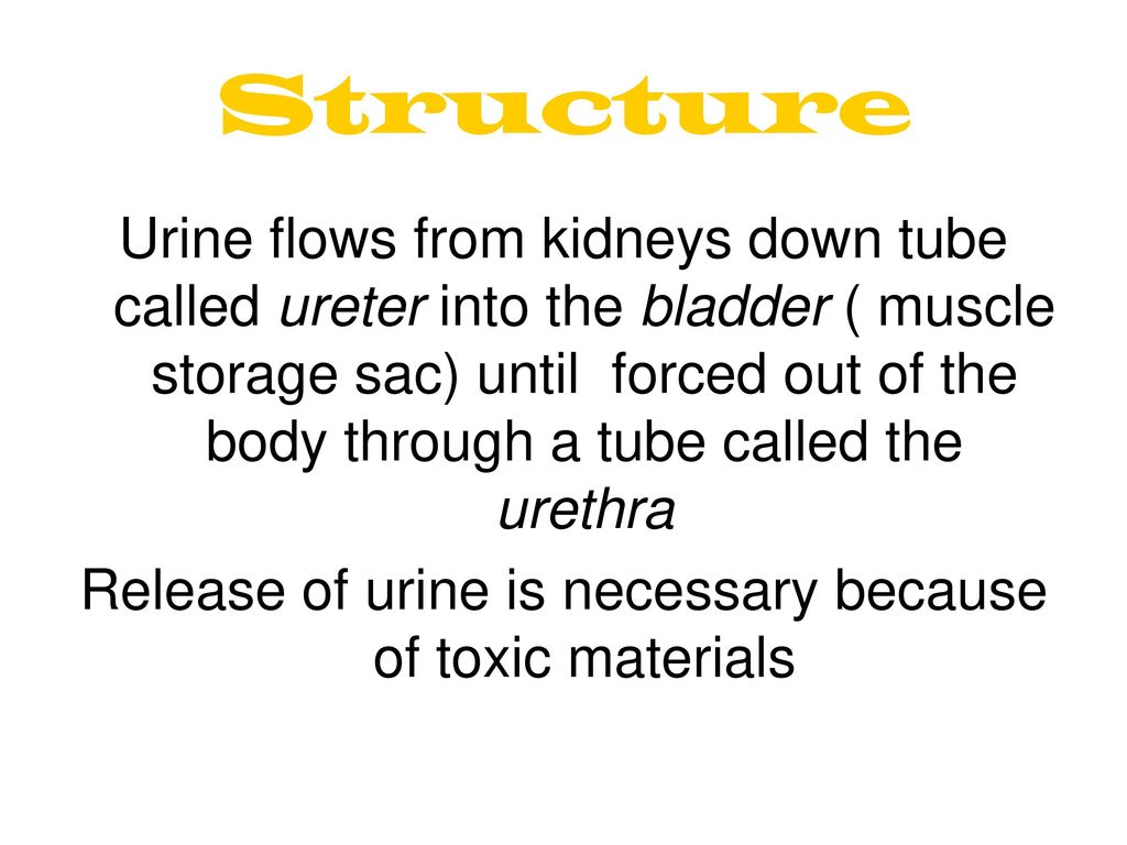 Release of urine is necessary because of toxic materials