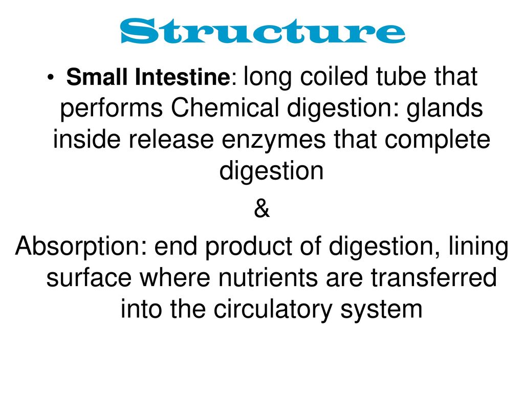 Structure Small Intestine: long coiled tube that performs Chemical digestion: glands inside release enzymes that complete digestion.