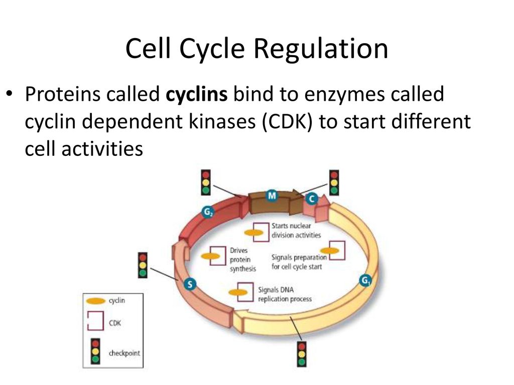 Find your seats and take out your notebook. Biology Diagrams