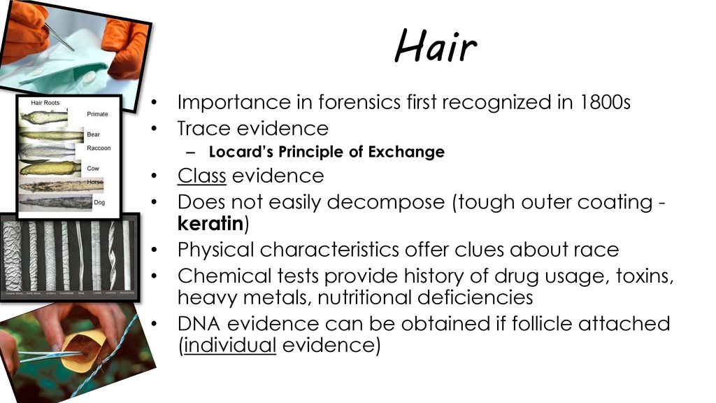 Hair, Fiber, and Textile Analysis - ppt download