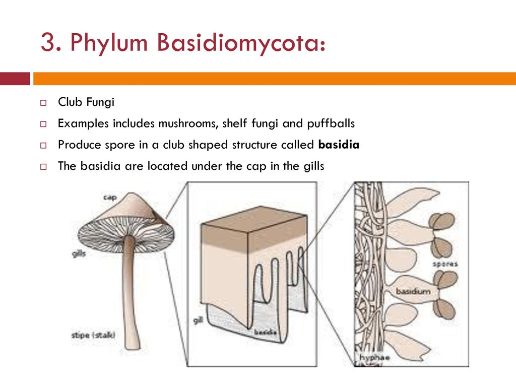 Kingdom Fungi Biology Ppt Download Kingdom Fungi Biology Ppt Download
