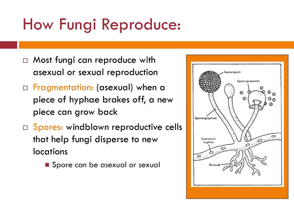 How Fungi Reproduce: Most fungi can reproduce with asexual or sexual reproduction.
