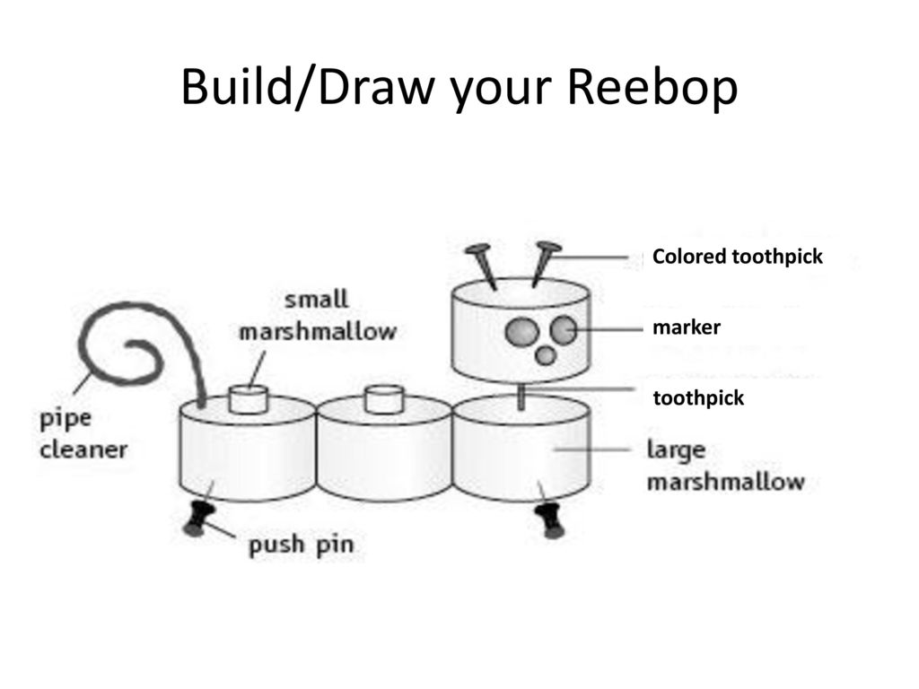 Bellwork: 12/3/15 Which of the following describe meiosis