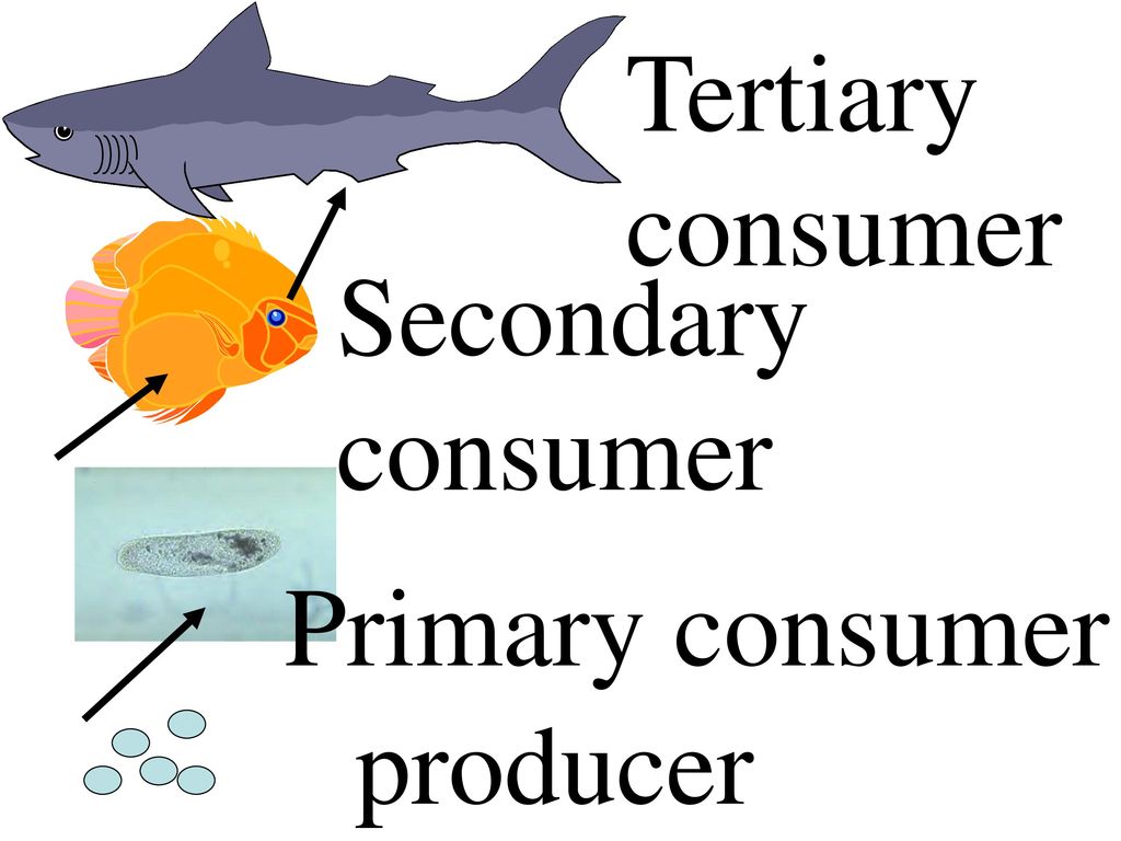 Tertiary consumer Secondary consumer Primary consumer producer