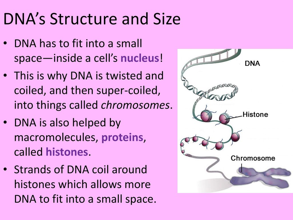 Warm-up Why would DNA replicate and when (what stage of the cell cycle ...