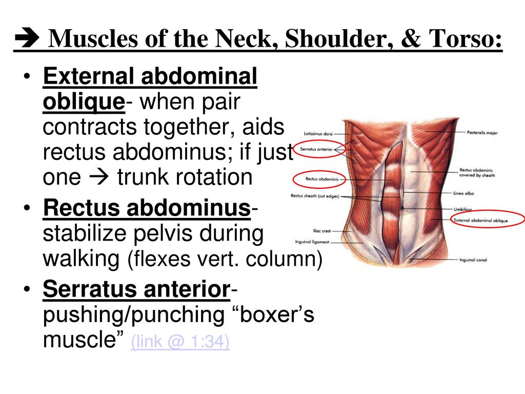 UNIT 4 part 5: THE MUSCLES!. - ppt download