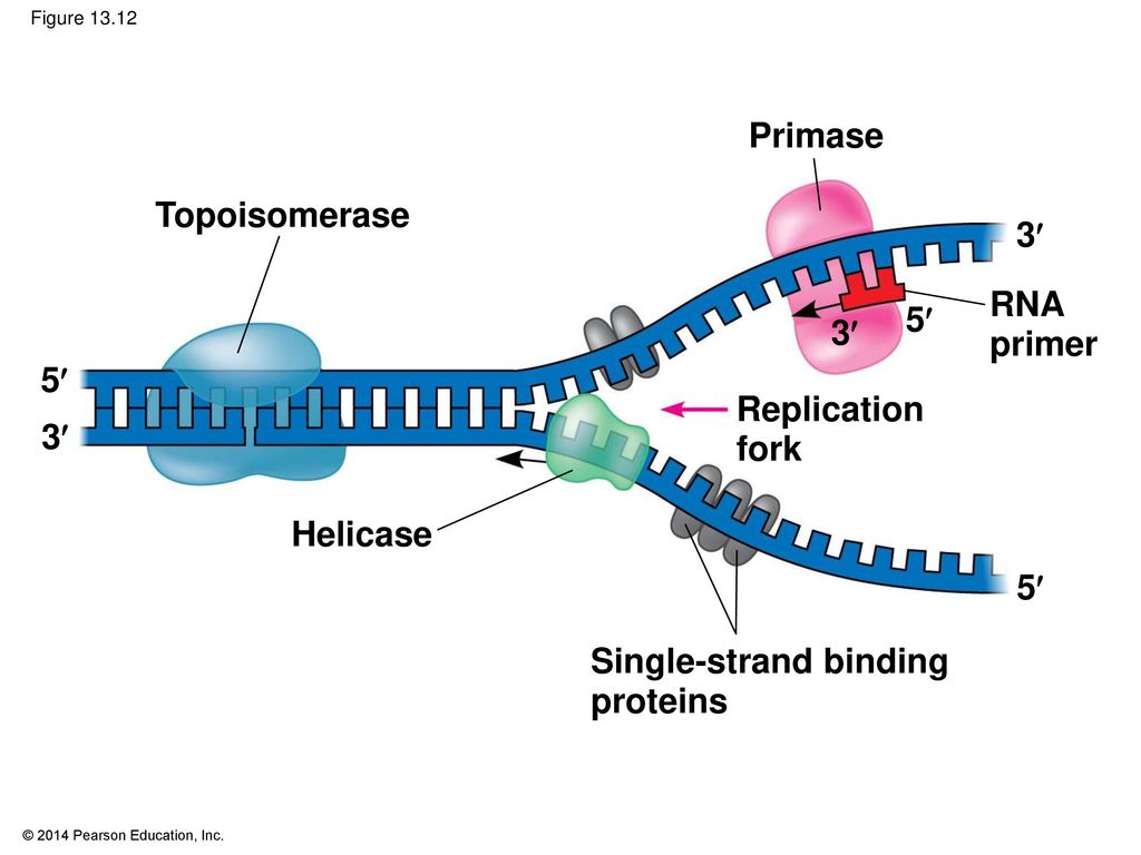 Рнк затравка. Репликация ДНК. Элонгация и терминация репликации ферменты. Праймер в репликации ДНК это. Replication of DNA in prokaryotes.