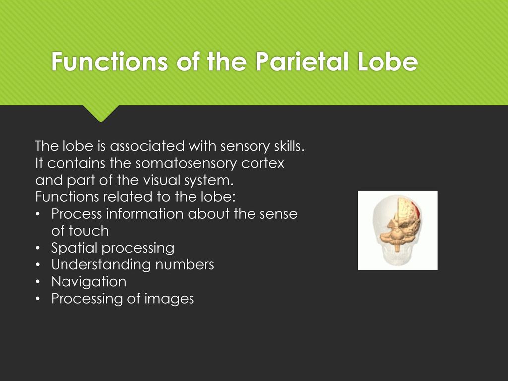 The function of the different lobes of the cerebrum Biology Diagrams